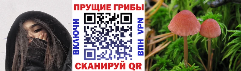 даркнет сайт  Семёнов  Галлюциногенные грибы Cubensis 